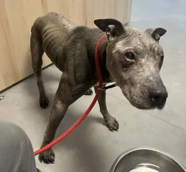 Pies w opłakanym stanie - policja odebrała go z mieszkania w powiecie stargardzkim