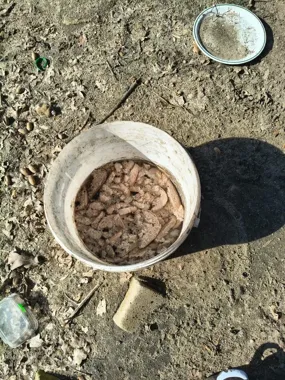 12 psów i kota zabrano z domostwa - policja i TOZ przerwali cierpienie