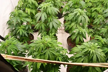 W Stargardzie policja weszła po narkotyki - wyszła z plantacją konopi